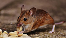 24 Hour & Emergency Exterminators in Coraopolis, PA